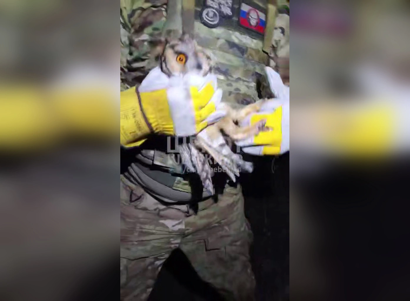 Застрявшую в антидроновой сетке сову спасли в Шебекине - последние ...