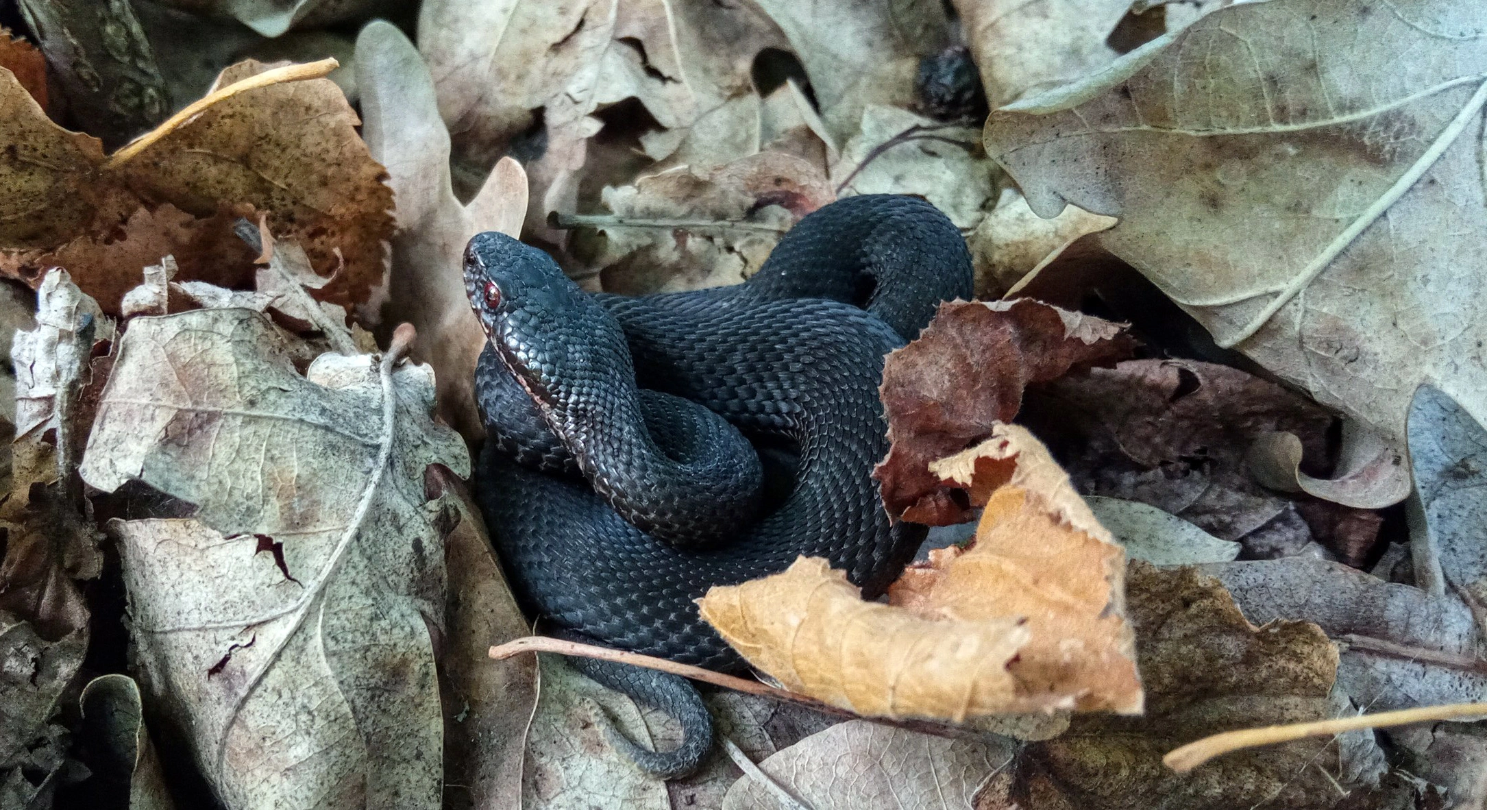 Змея4.jpg Змея4.jpg