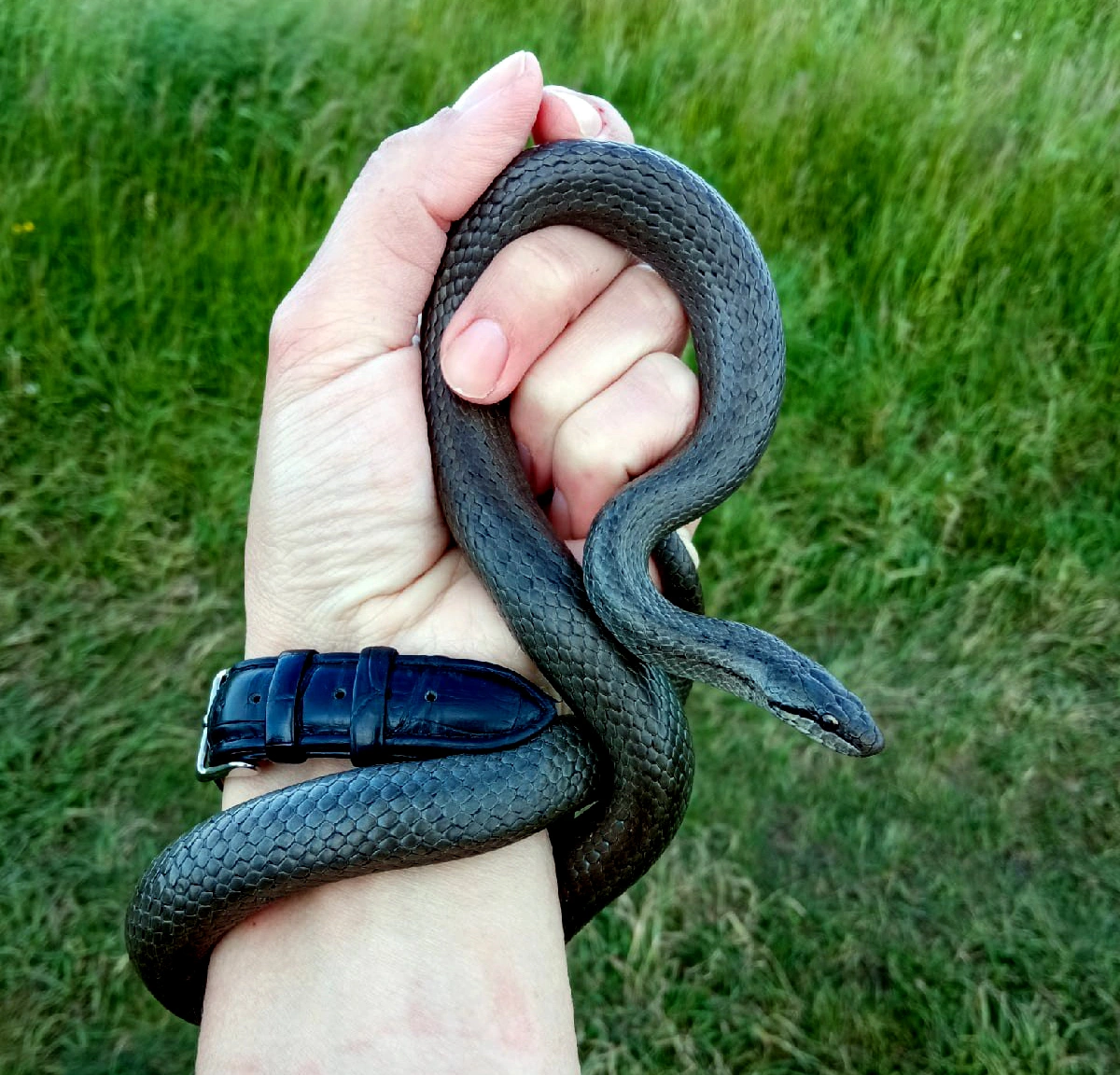 Змея1.jpg Змея1.jpg