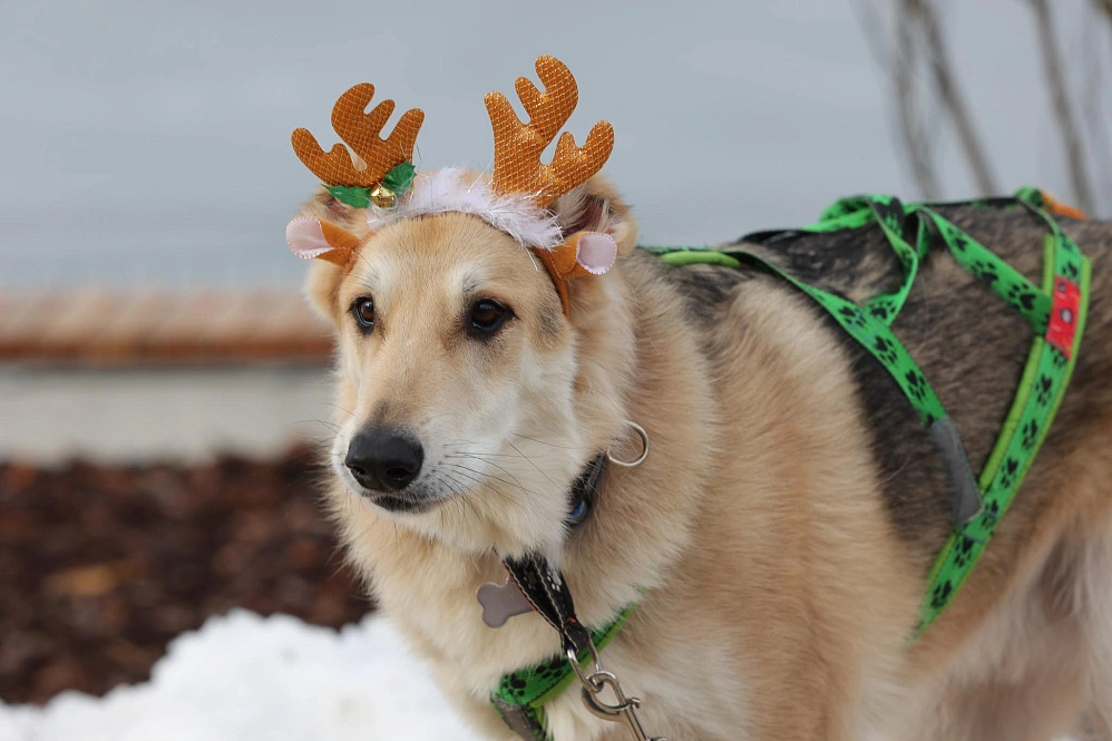 16. Хаски.jpg 16. Хаски.jpg