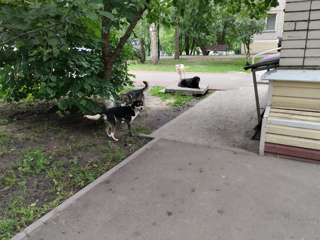 
                     «Собаки оккупировали двор». Белгородец жалуется на стаю агрессивных псов в Старом Осколе 
                