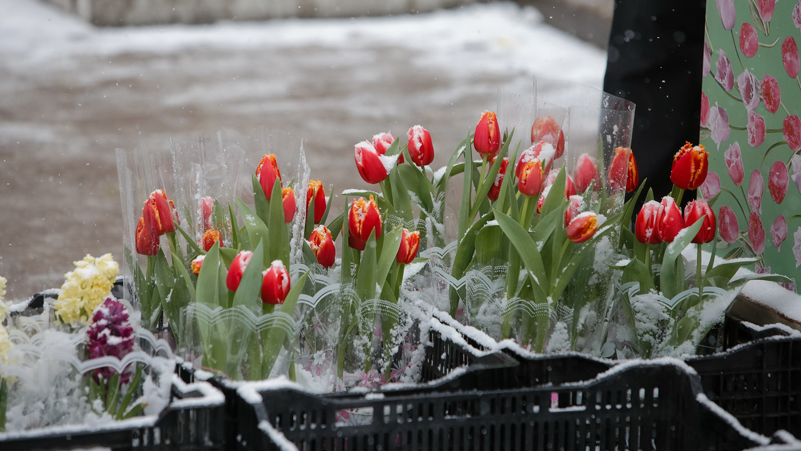 
                     Возле укрытий в Белгороде будут продавать цветы к 8 Марта 
                