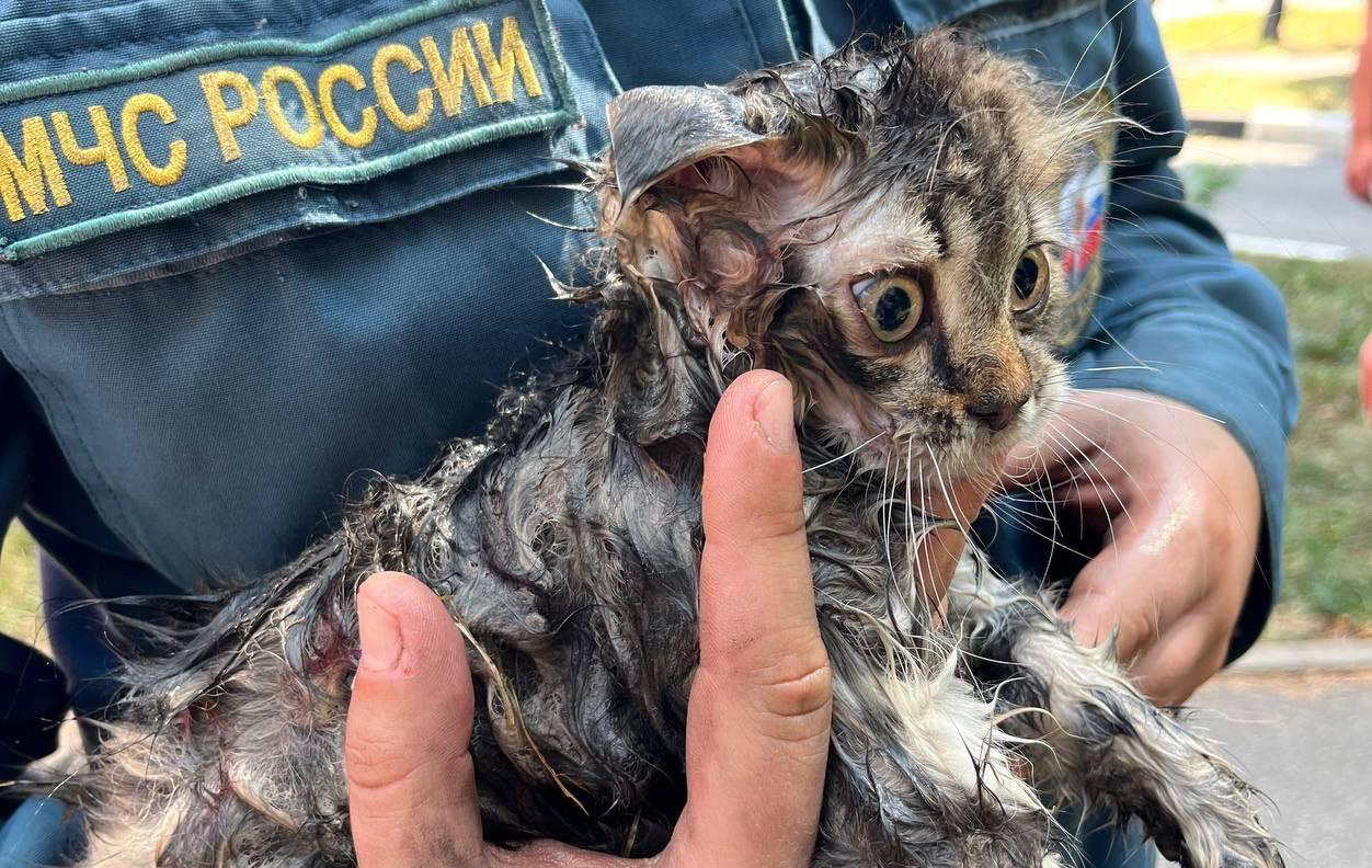 
                     Белгородские пожарные спасли из горящей квартиры в приграничье испуганных котят 
                