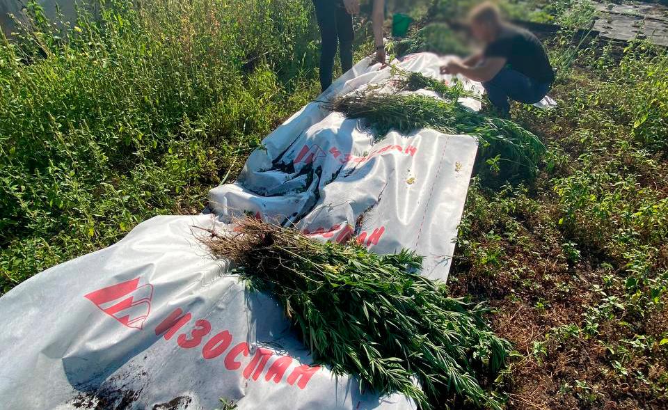 
                     Белгородец из приграничья вырастил 1,5 тыс. кустов конопли для личного пользования 
                