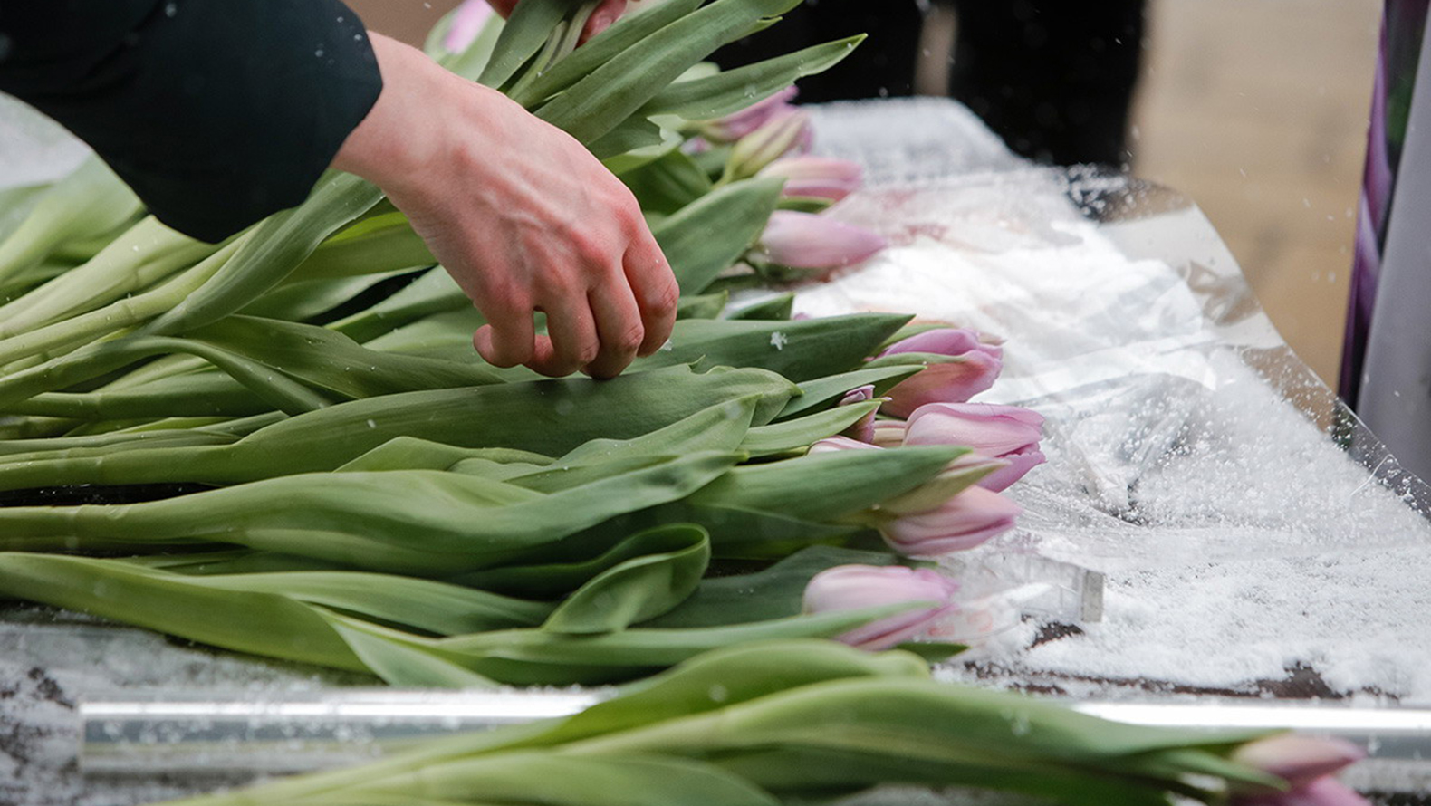 
                     Частникам в Белгороде разрешат продавать тюльпаны к 8 Марта 
                
