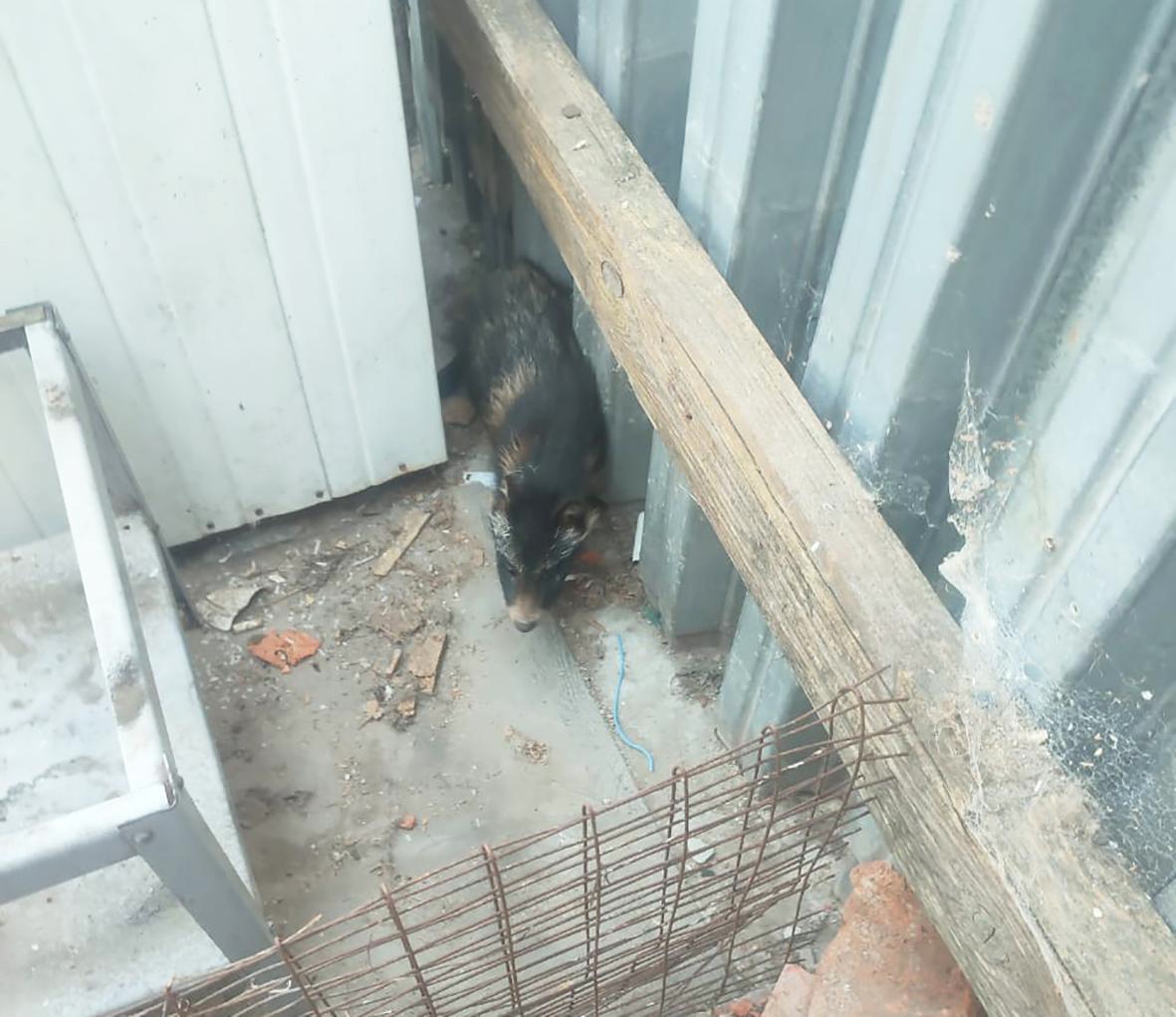 
                     Во двор частного дома в Белгороде забрёл щенок енота 
                