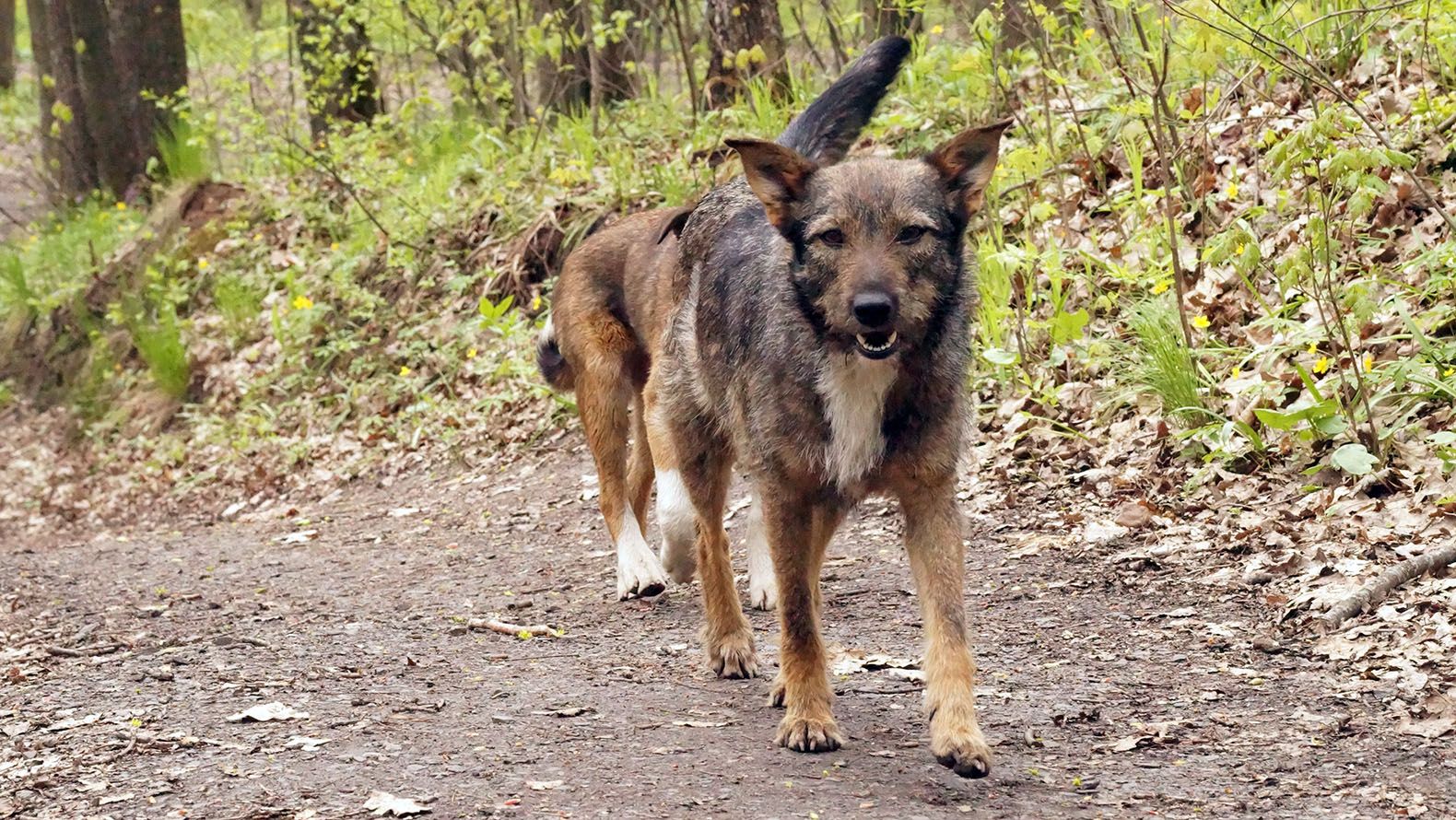 
                     Белгородка с инвалидностью отсудила 75 тыс. рублей за нападение бездомной собаки 
                