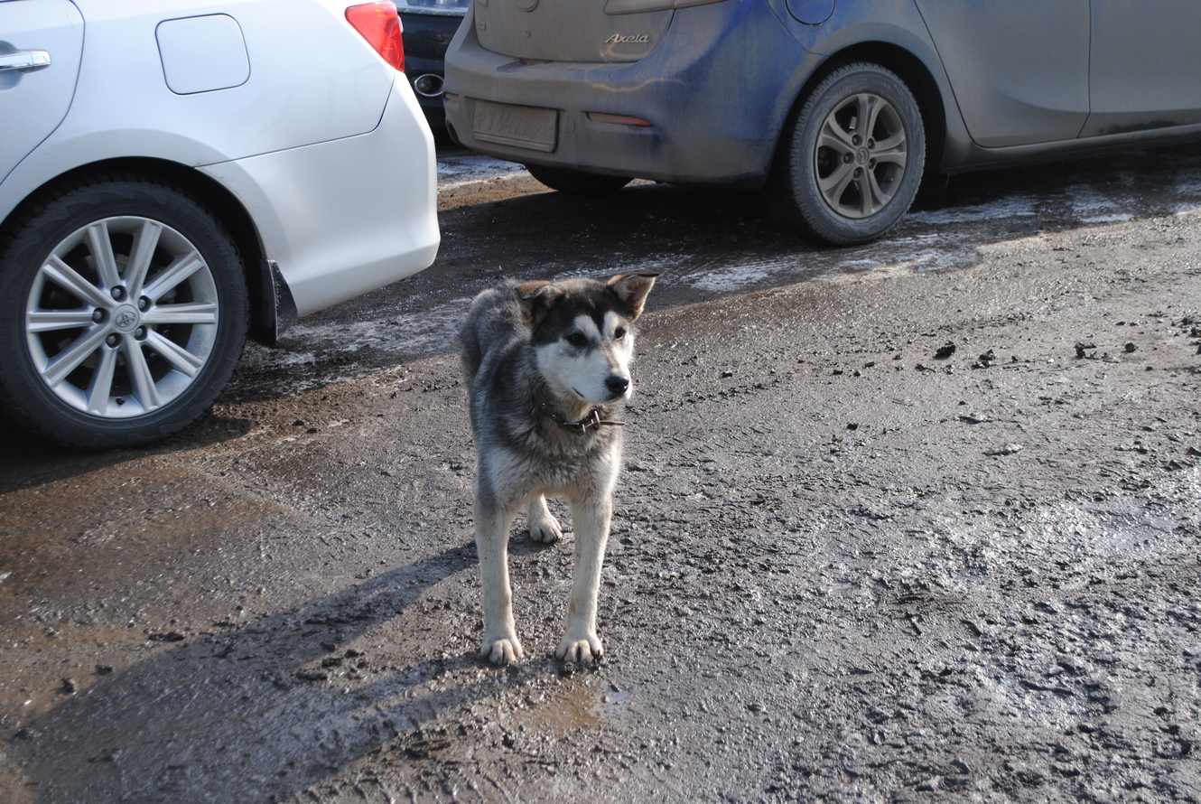 
                     «Собаки умирают в муках». Белгородка пожаловалась на отравителей псов в парке Маршалково 
                