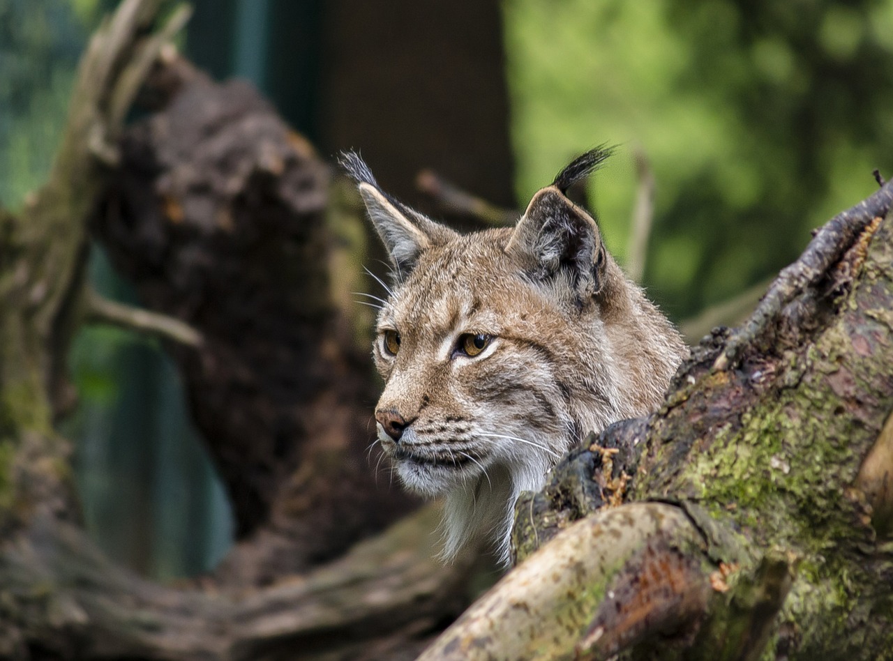 
                     В Белгородском зоопарке умерла пожилая рысь Баюн  
                