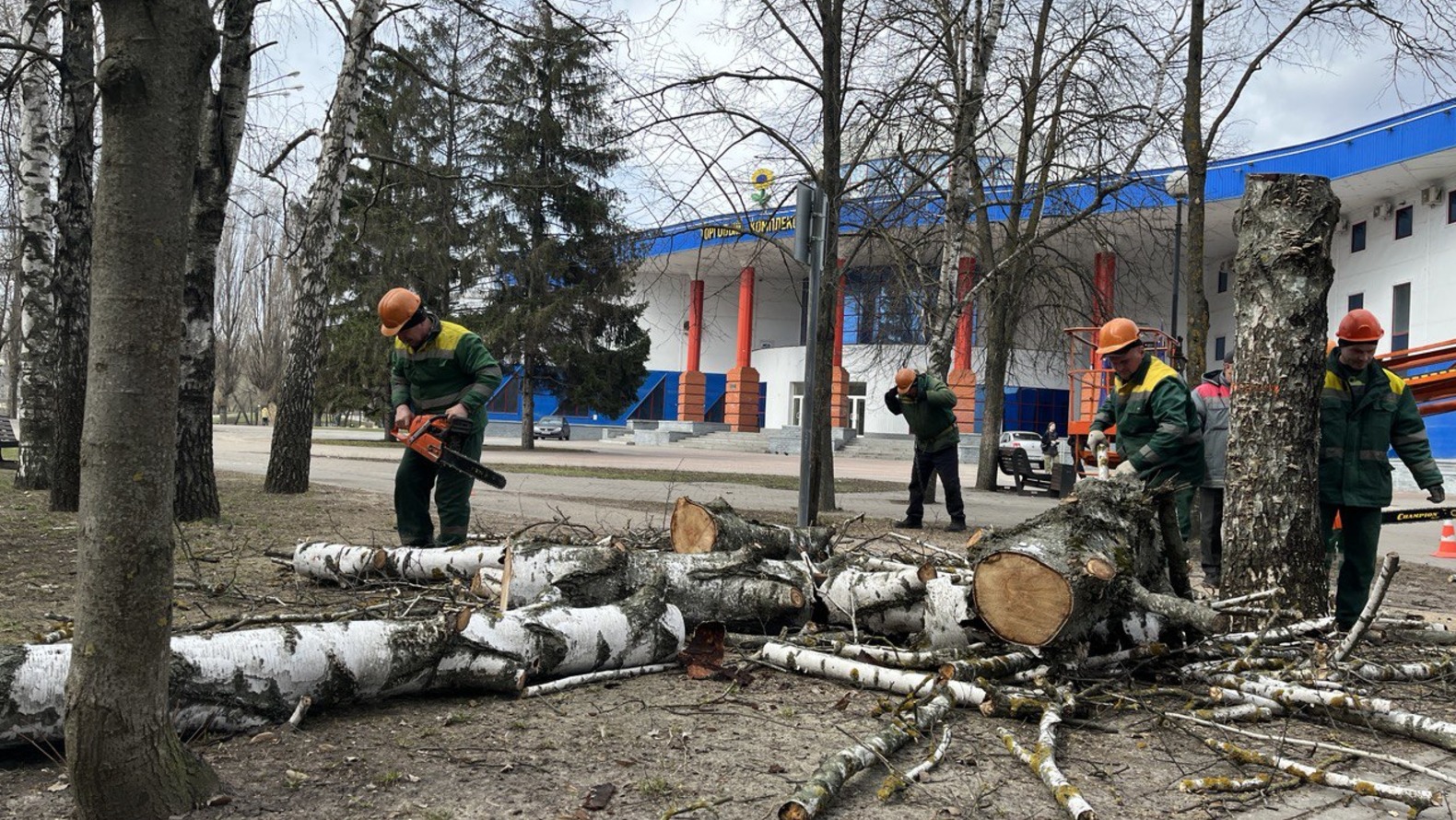 
                     Коммунальщица в Белгородской области погибла при падении спиленного дерева  
                