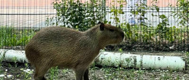 Фото: Белгородский зоопарк