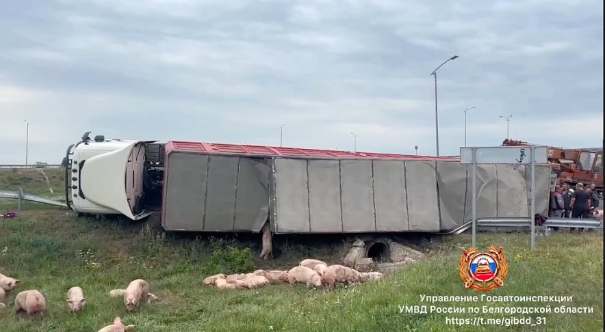 Фото: ГАИ Белгородской области